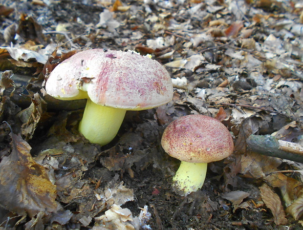 hríb kráľovský Butyriboletus regius (Krombh.) D. Arora & J.L. Frank