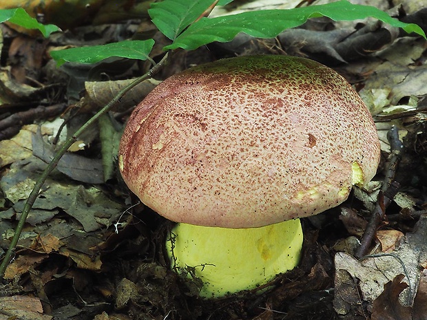 hríb kráľovský Butyriboletus regius (Krombh.) D. Arora & J.L. Frank