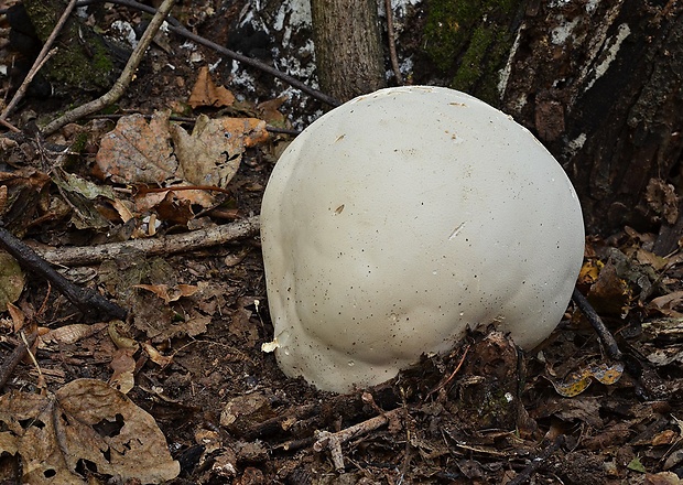 vatovec obrovský Calvatia gigantea (Batsch) Lloyd