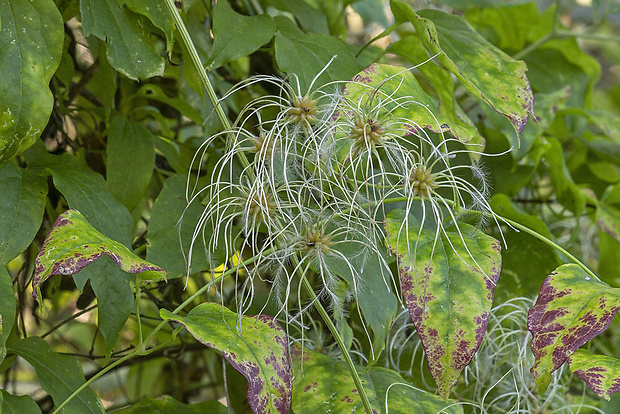 plamienok plotný Clematis vitalba L.