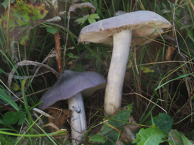 hodvábnica porfýrová Entoloma porphyrophaeum (Fr.) P. Karst.