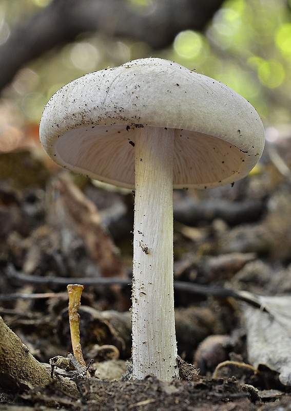 hodvábnica Entoloma sp.