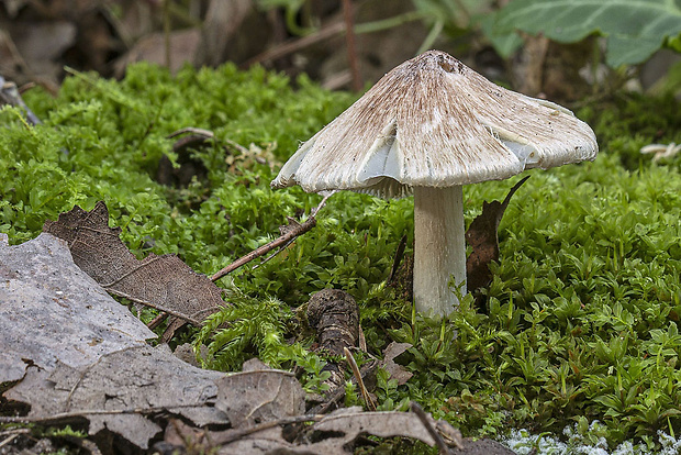 vláknica Inocybe sp.