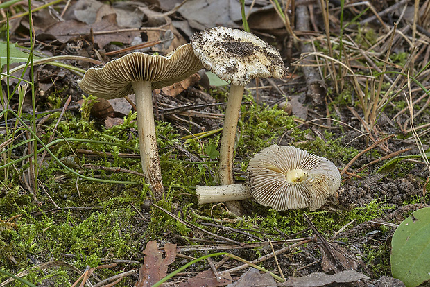 vláknica Inocybe sp.