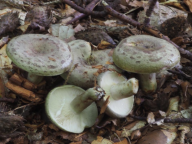 rýdzik sivozelený Lactarius blennius (Fr.) Fr.