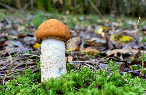 kozák osikový Leccinum albostipitatum den Bakker & Noordel.