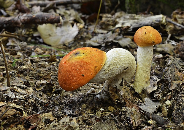 kozák osikový Leccinum albostipitatum den Bakker & Noordel.