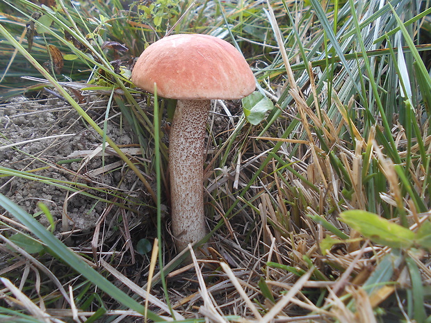 kozák dubový Leccinum aurantiacum (Bull.) Gray