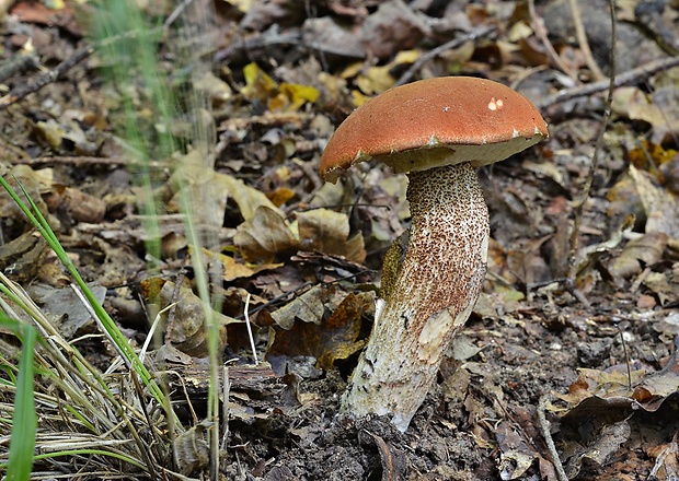 kozák dubový Leccinum aurantiacum (Bull.) Gray