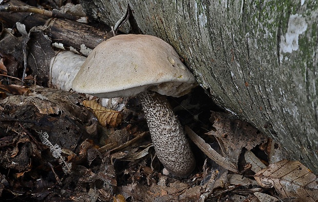 kozák brezový Leccinum scabrum (Bull.) Gray