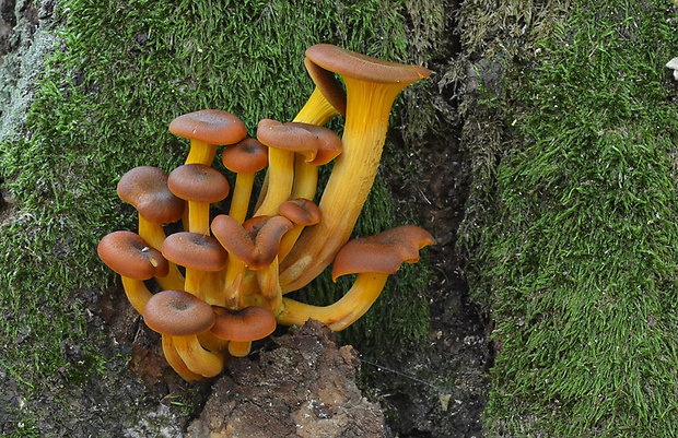 kališník hnedooranžový Omphalotus olearius (DC.) Singer