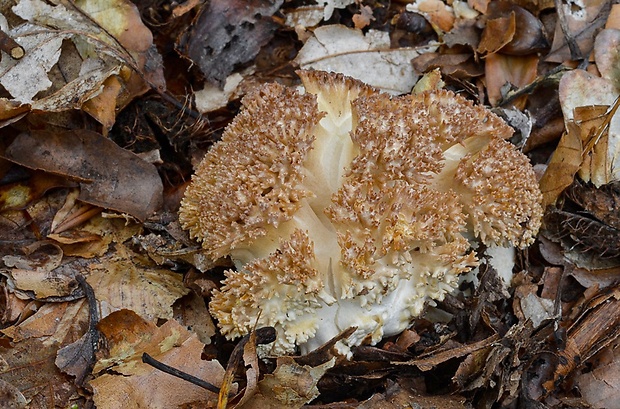 strapačka koralovitá Ramaria botrytis (Pers.) Ricken