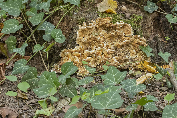 pevník dubový Stereum cf. gausapatum (Fr.) Fr.