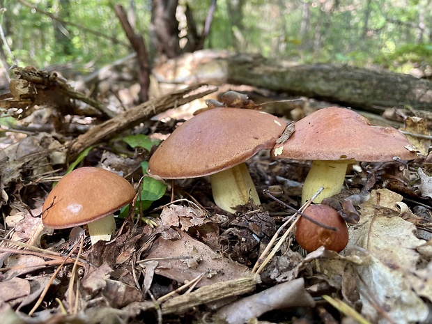 masliak zrnitý Suillus granulatus (L.) Roussel