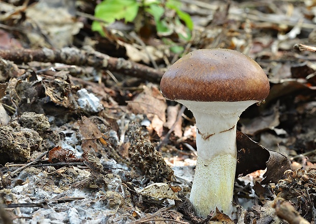 masliak obyčajný Suillus luteus (L.) Roussel