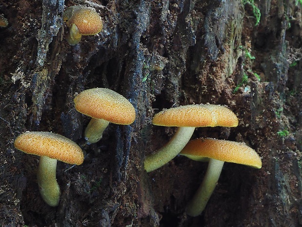 čírovec ozdobný Tricholomopsis decora (Fr.) Singer