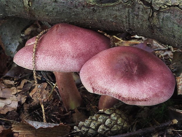 čírovec červenožltý Tricholomopsis rutilans (Schaeff.) Singer