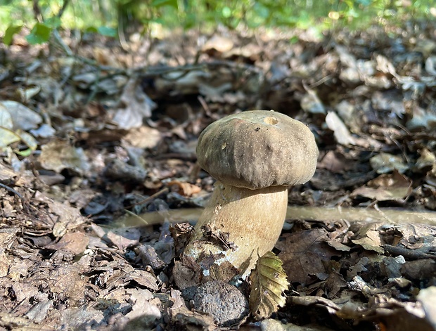 hríb bronzový Boletus aereus Bull. ex Fr.