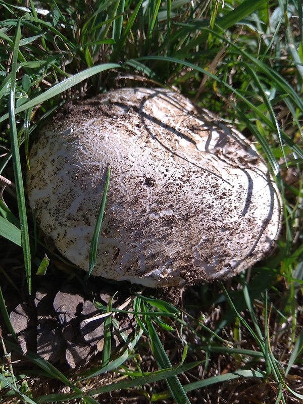 pečiarka Agaricus sp.