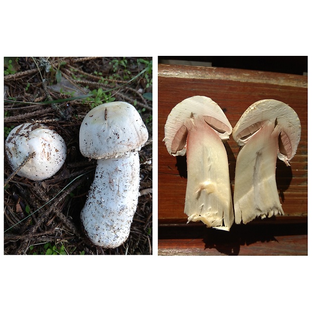 pečiarka šupinkatá Agaricus squamulifer (F.H. Møller) Pilát