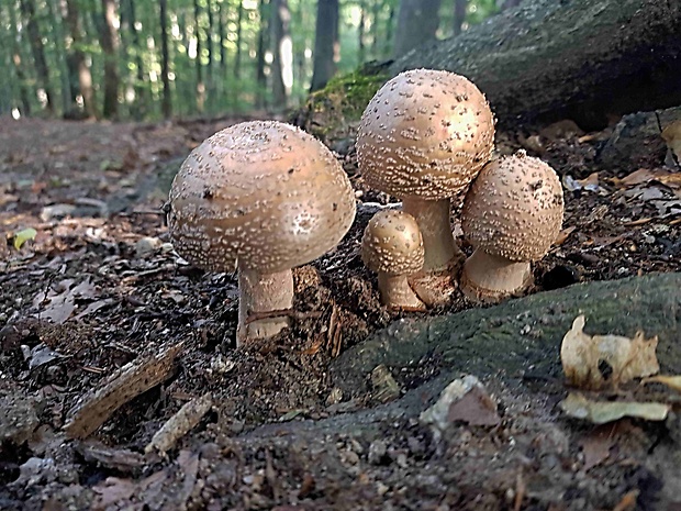 muchotrávka červenkastá Amanita rubescens Pers.