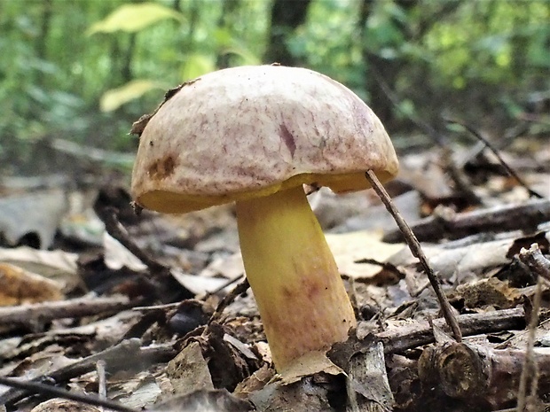 zlatohríb úhľadný Aureoboletus gentilis (Quél.) Pouzar