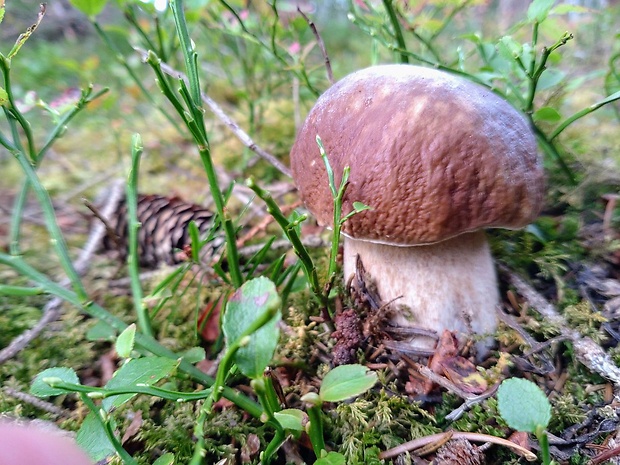 hríb smrekový Boletus edulis Bull.