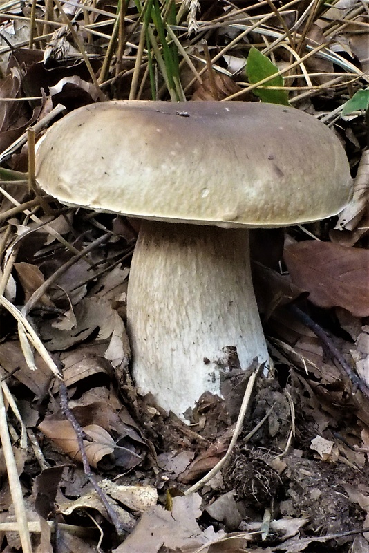 hríb smrekový Boletus edulis Bull.