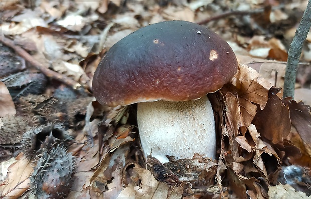 hríb smrekový Boletus edulis Bull.