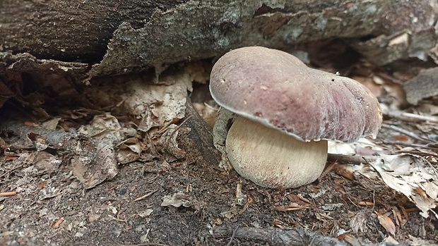 hríb sosnový Boletus pinophilus Pil. et Dermek in Pil.