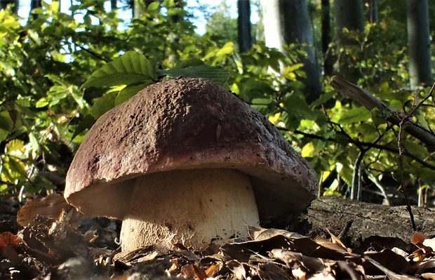 hríb sosnový Boletus pinophilus Pil. et Dermek in Pil.