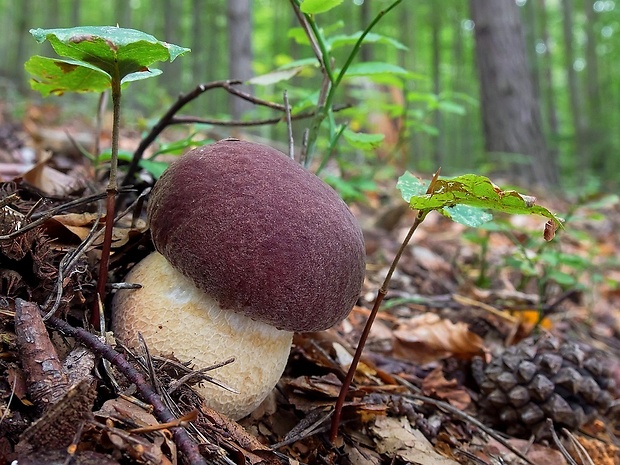 hríb sosnový Boletus pinophilus Pil. et Dermek in Pil.