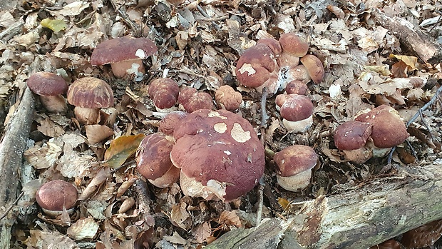 hríb sosnový Boletus pinophilus Pil. et Dermek in Pil.