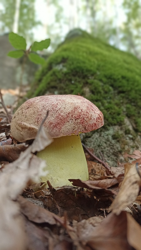 hríb kráľovský Butyriboletus regius (Krombh.) D. Arora & J.L. Frank