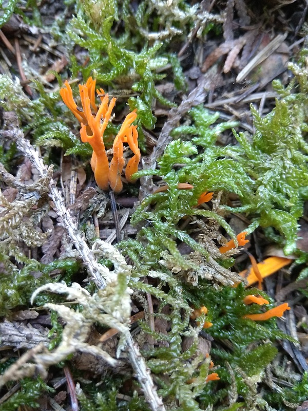 parôžkovec lepkavý Calocera viscosa (Pers.) Fr.