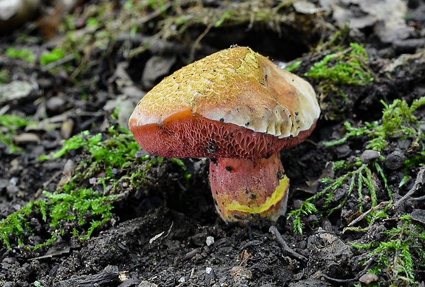 rubínovec obyčajný Chalciporus rubinus (W.G. Sm.) Singer