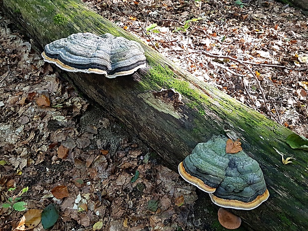 práchnovec kopytovitý Fomes fomentarius (L.) J.J. Kickx