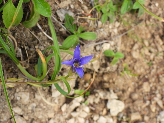 pahorec brvitý Gentianopsis ciliata (L.) Ma