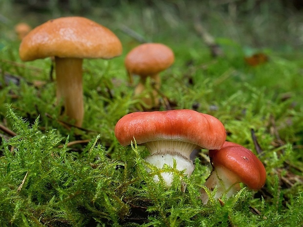 sliziak ružový Gomphidius roseus (Fr.) Oudem.