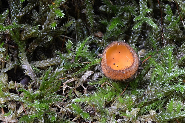 humária Humaria aurantia (Clem.) Häffner, Benkert & Krisai