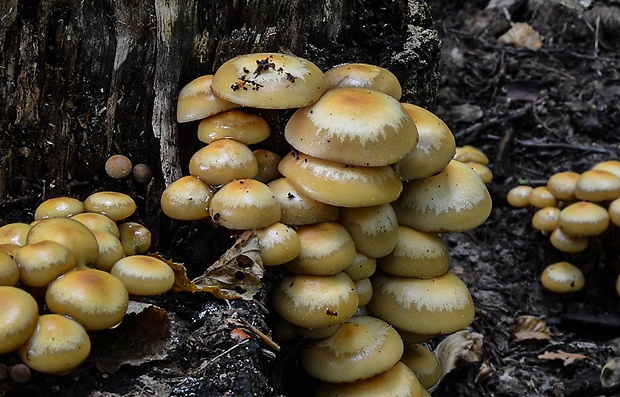 šupinačka menlivá Kuehneromyces mutabilis (Schaeff.) Singer & A.H. Sm.