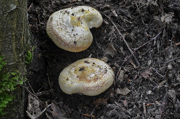 rýdzik žltkastý Lactarius flavidus Boud.