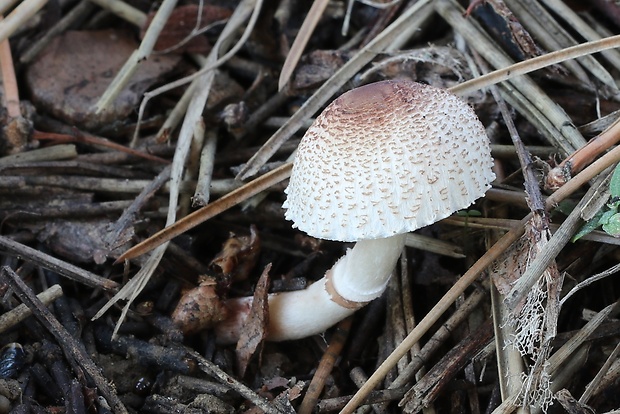 bedlička fialovkastá Lepiota lilacea Bres.