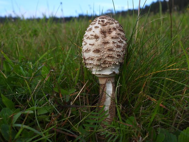 bedľa vysoká Macrolepiota procera (Scop.) Singer