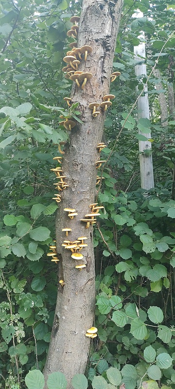 šupinovka Pholiota sp.