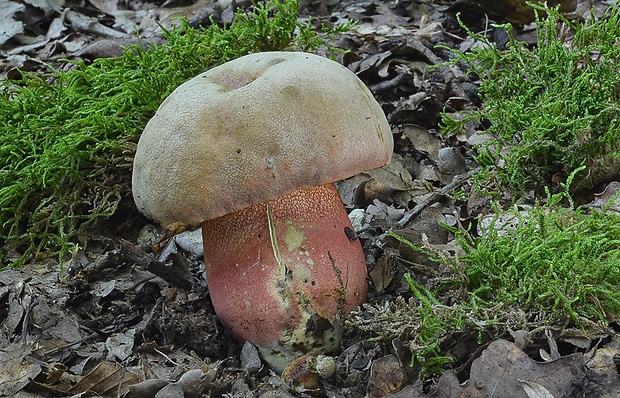 hríb Le Galovej Rubroboletus legaliae (Pilát & Dermek) Della Maggiora & Trassin.