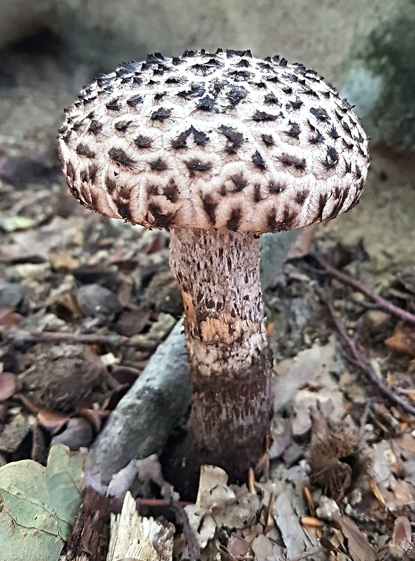 šiškovec šupinatý Strobilomyces strobilaceus (Scop.) Berk.