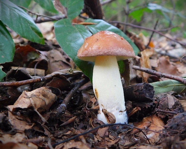 masliak zrnitý Suillus granulatus (L.) Roussel