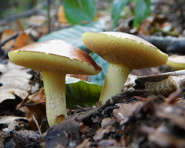 masliak zrnitý Suillus granulatus (L.) Roussel