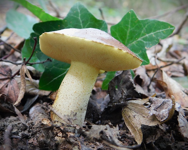 masliak zrnitý Suillus granulatus (L.) Roussel